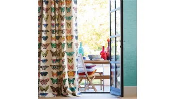 Papilio